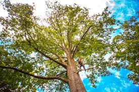 Best Emergency Tree Removal  in August, CA