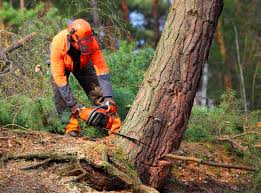 Best Emergency Tree Removal  in August, CA
