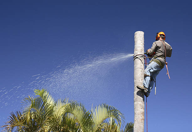 Reliable August, CA Tree Care Solutions