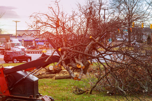 Best Storm Damage Tree Cleanup  in August, CA