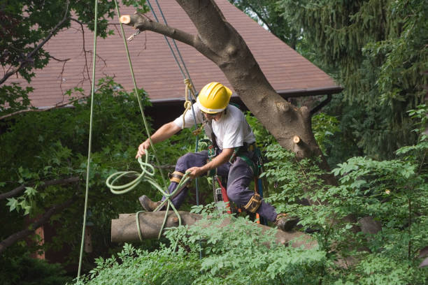 Best Utility Line Clearance  in August, CA