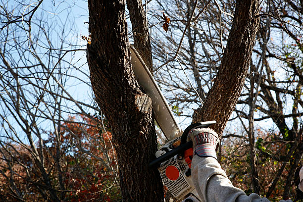 How Our Tree Care Process Works  in  August, CA